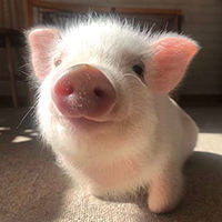 Instagram @mipigcafe 200212