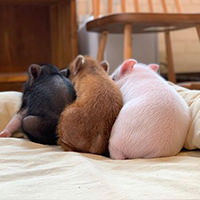 Instagram @mipigcafe 200212