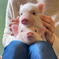 Instagram @mipigcafe 200308