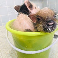 Instagram @mipigcafe 190409