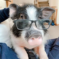 Instagram @mipigcafe 190324