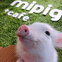 Instagram @mipigcafe 190604