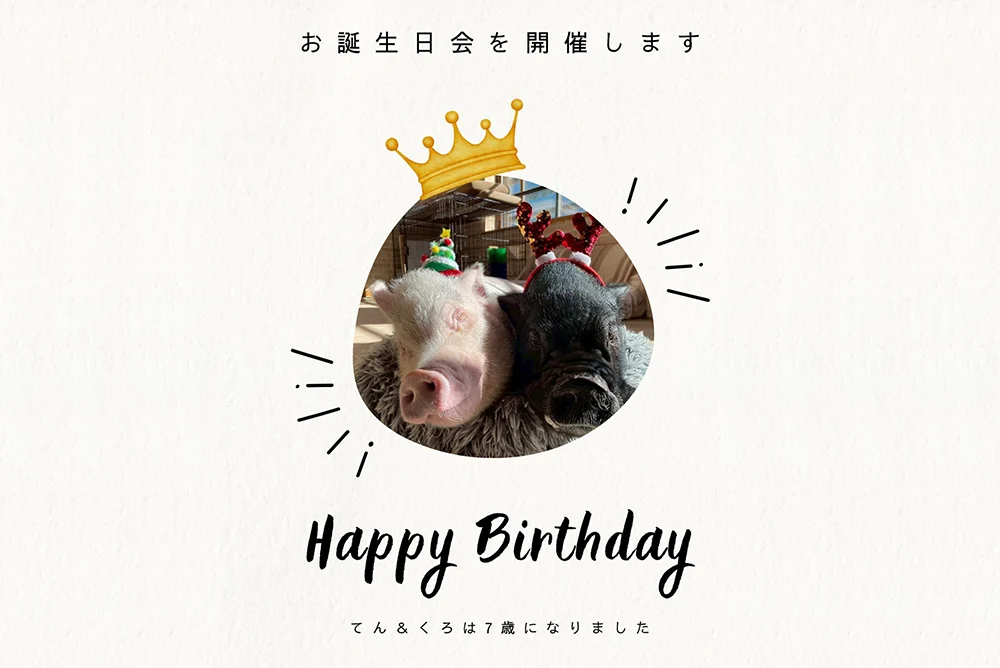 【mipig cafe 目黒店】限定イベント開催!てんちゃん・くろちゃんの7歳のお誕生日会のお知らせ