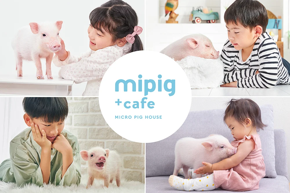 【mipig cafe 神戸三宮店】12/20オープン、ご予約を開始いたしました。