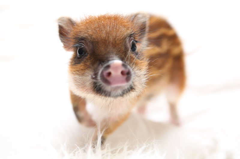 mipig(マイピッグ)とは